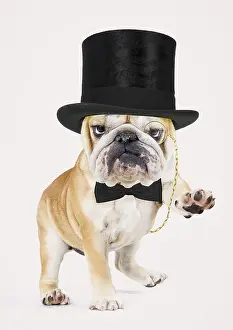 Gent: Bulldog, wearing top hat monocle and bow tie