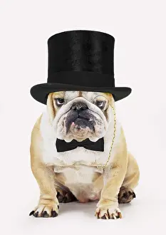 161018: Bulldog, wearing top hat monocle and bow tie