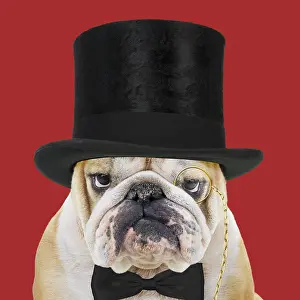 161018: Bulldog, wearing top hat monocle and bow tie