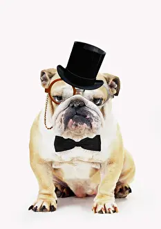 Gent: Bulldog, wearing top hat monocle and bow tie glasses