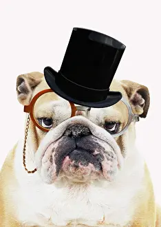 Gent: Bulldog, wearing top hat monocle and bow tie glasses