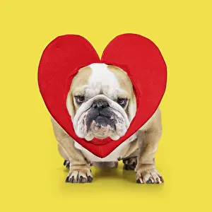 110418: Bulldog wearing heart Digital manipulation