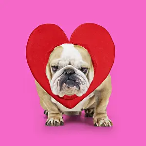110418: Bulldog wearing heart Digital manipulation