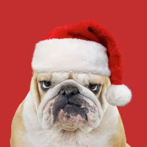 290621: Bulldog, wearing red Christmas Santa hat