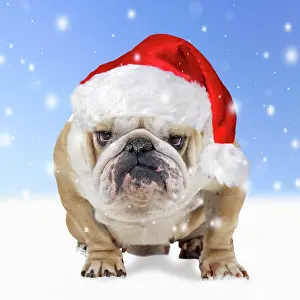 Falling: Bulldog - wearing red Christmas Santa hat in the snow