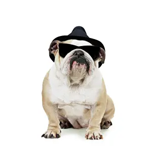 250619: Bulldog wearing trilby hat and sunglasses