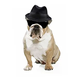 250619: Bulldog wearing trilby hat and sunglasses