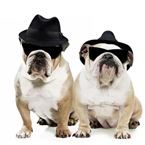Brothers: Dog