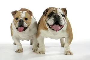 Utlity: Bulldogs - male and female