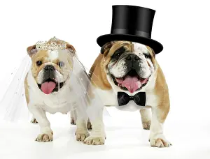 Tiara: Bulldogs - male and female