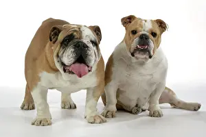 Utlity: Bulldogs - male and female