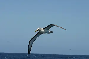 Bullers: BullerIs Albatross