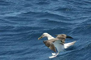 Bullers: BullerIs Albatross