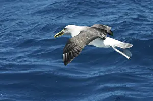 Tasmania: BullerIs ALBATROSS - in flight over water