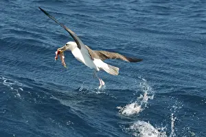 Bullers: BullerIs Albatross - With food in beak