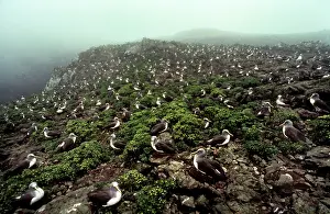 Buller: Buller's Albatross