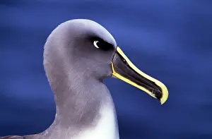 Buller: Buller's Albatross