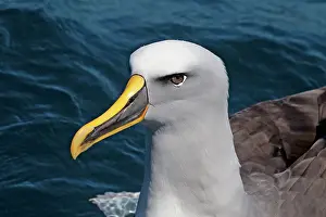 Buller: Buller's Albatross
