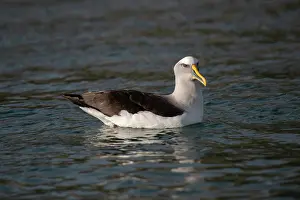 Colin Marshall: Buller's Albatross
