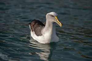 Colin Marshall: Buller's Albatross