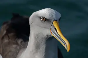 Colin Marshall: Buller's Albatross
