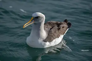 Colin Marshall: Buller's Albatross
