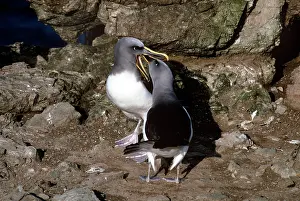Buller: Buller's Albatross - courting pair