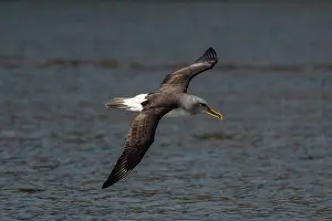 Colin Marshall: Buller's Albatross in fkight