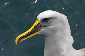 Mollymawk: Buller's Albatross or Mollymawk (Thalassarche