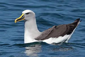 Buller: Buller's Albatross - on the water