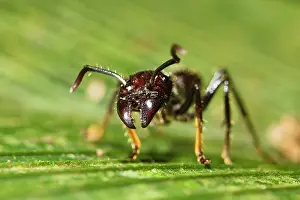 Selective: Bullet Ant (Paraponera clavata) in lowland rainforest