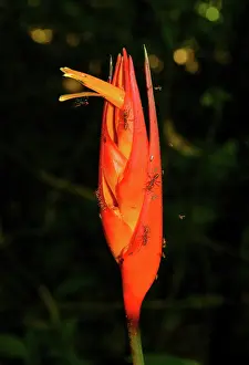 Heliconia: Bullet ants on a rainforest flower