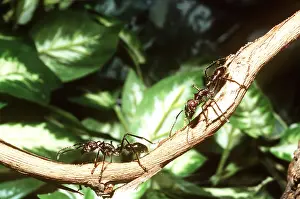 Ants: BULLET ANTS - X2 ON BRANCH