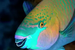 Chlorurus: Bullethead Parrotfish