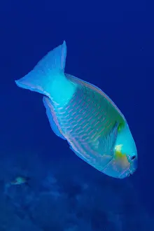 Patterned: Bullethead parrotfish (Chlorurus sordidus) against