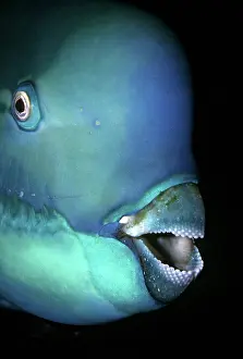 Note: Bullethead Parrotfish - Note the many teeth that