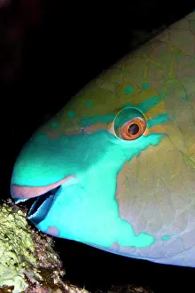 Chlorurus: Bullethead Parrotfish - sleeping