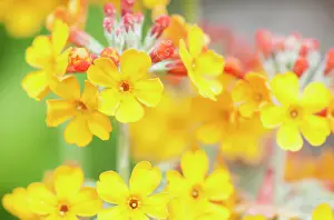 Prim: Bulley's Primrose, Primula bulleyana, yellow candleabra prim