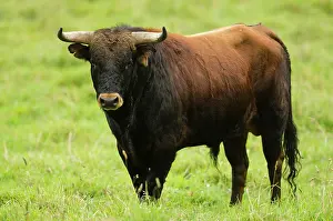 Chimborazo: Bullfighting Bull from Spanish Stock, base