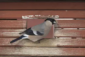 181218: Bullfinch - adult female feeding on bird feeder - Sweden
