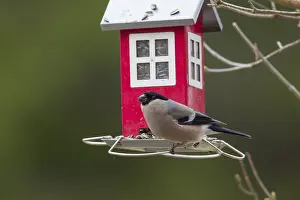 Feeders: Bullfinch - adult female feeding on bird feeder - Sweden