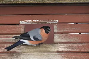 181218: Bullfinch - adult male feeding on bird feeder - Sweden