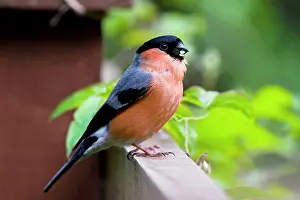 David Kilbey: Bullfinch - adult male perching on fence