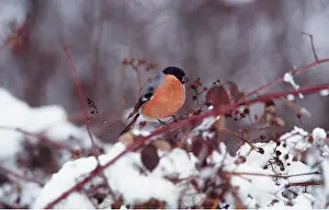 Finches: BULLFINCH - On branch in snow