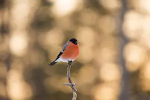 Bullfinches: Bullfinch - in the early morning sunrise - Sweden, Europe