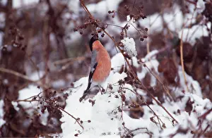Berry: BULLFINCH - Eating berries, in snow
