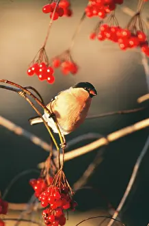 Bullfinches: Bullfinch - Eating red berries