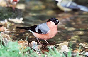 Bullfinch: BULLFINCH - at edge of pond