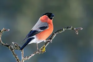 Cardueline: Bullfinch or eurasian bullfinch (Pyrrhula pyrrhula)
