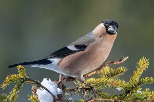 Cardueline: Bullfinch or eurasian bullfinch (Pyrrhula pyrrhula)